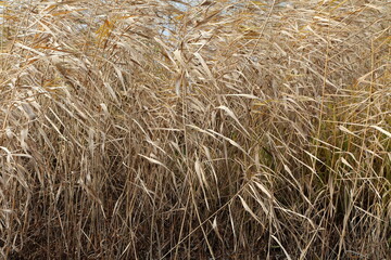 Dried reeds on the river