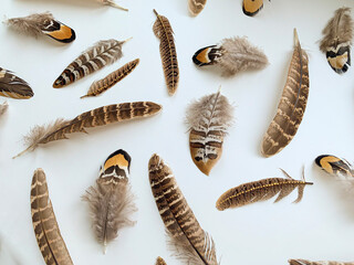 Close-up pheasant feathers composition on white background