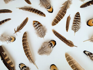 Close-up pheasant feathers composition on white background