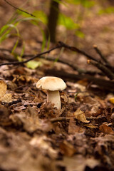 Single Boletus mushroom in the wild. Porcini mushroom grows on the forest floor at autumn season..