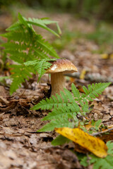 Boletus mushroom in the wild. Porcini mushroom grows on the forest floor at autumn season..