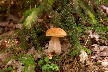 Porcini mushroom growing in pine tree forest at autumn season..