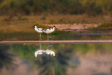 pair of pied avocet in the pond with mirror reflection 