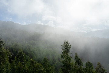 Eucalyptus forest landscape foggy day