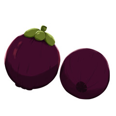 Fresh Mangosteen illustration