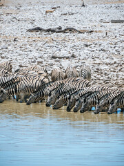 Fototapeta na wymiar Large herd of Zebras at Etosha National Park in Namibia