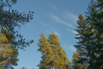 Tall pines and firs against the blue sky. Bottom view. A pattern of tree crowns.