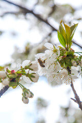 Close up view of working honeybee on white flower of sweet cherry tree. Collecting pollen and nectar to make sweet honey.