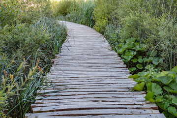 Wooden footpath over a small lake with bulrush in The Plitvice Lakes National Park in Croatia Europe.