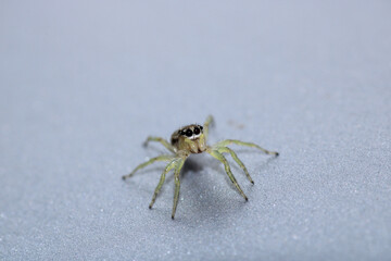 little jumping spider macro photo