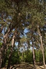 Road in the forest between the trees