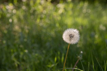 Ripe dandelion on green grass