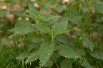 Ripe nettle in the forest