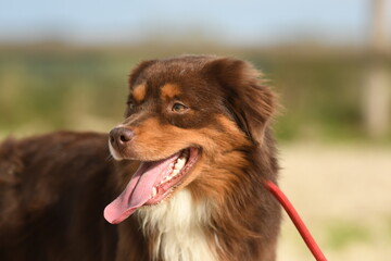 un chien de race australien dans un élevage 
