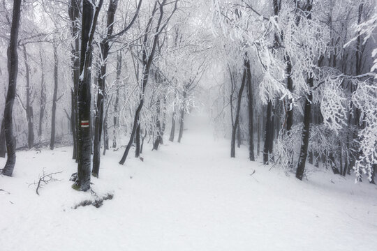 Forest in winter with fog and snow landscape © TTstudio