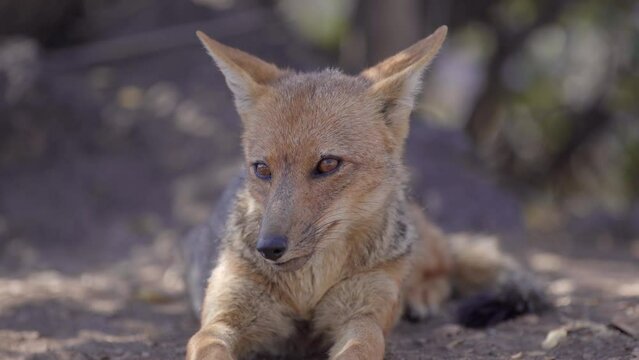 Andean fox Sat On Ground Looking Relaxed