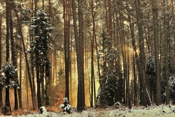 First December snow in the forest. Early morning, sunrise. December. Poland.