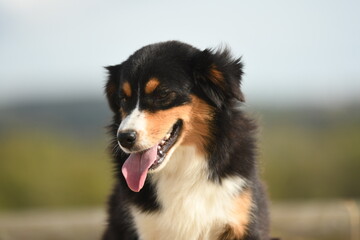 Chien de race berger australien dans la nature