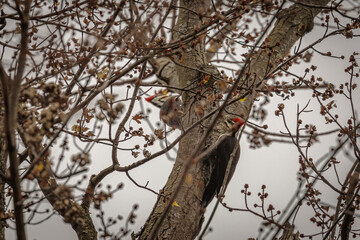 A pair of PIleated Woodpeckers hang from a tree trunk