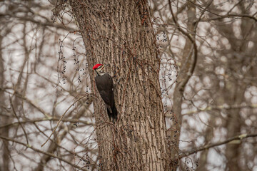 Male Pileated Woodpecker eats berries while perched on a tree trunk