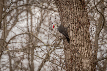 Male Pileated Woodpecker eats berries while perched on a tree trunk