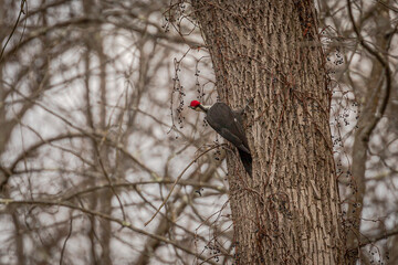 Male Pileated Woodpecker eats berries while perched on a tree trunk