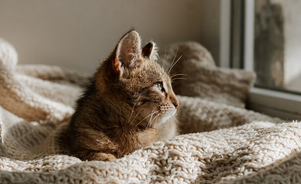 The striped kitten lies on the windowsill. Cute kitten on a white knitted plaid. Home comfort and a small cat.
