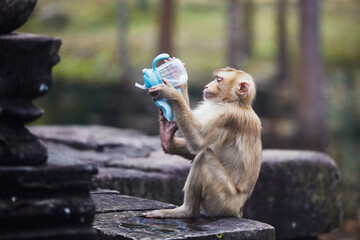 Monkey tries to drink from baby drinking bottle after stealing it from tourists. Themes of animal behavior and plastic waste in nature..