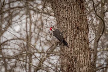 Male Pileated Woodpecker eats berries while perched on a tree trunk