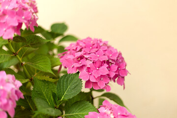 Close up light pink hortensia fresh flowers blur background.