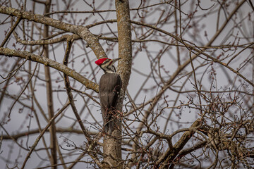 Male Pileated Woodpecker hangs on a tree trunk