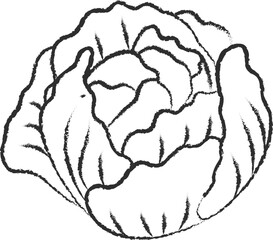 Chalked sketch cabbage vegetable icon vector illustration. White chalk style line hand drawn vegetable sketch icon for restaurant menu promo design