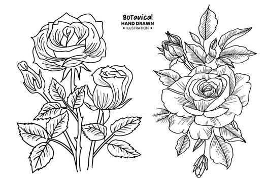Set of rose flower and leaf drawing illustration on white backgrounds.