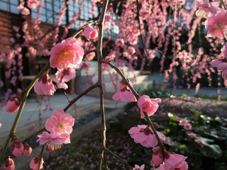 京都　祐正寺のしだれ梅