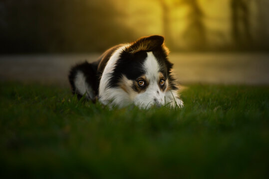 dog