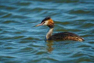 Great Crested Grebe (Podiceps cristatus) swimming in the sea