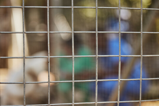 Steel fence, blurred background and animal shelter volunteers keep animals safe, secure and fed for adoption play outdoors in nature. Pet care, veterinary clinic and workers behind chain link fence - Powered by Adobe