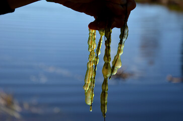 slime colonies with a diameter of up to several centimeters with a distinct green border, which...