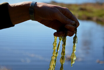 slime colonies with a diameter of up to several centimeters with a distinct green border, which...