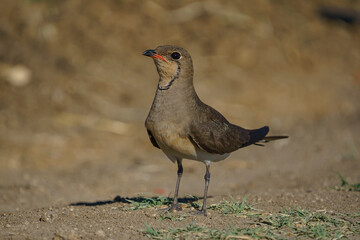 Collared Pratincole (Glareola pratincola) perched on soil