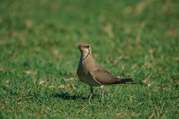 Collared Pratincole (Glareola pratincola) perched on soil