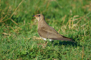 Collared Pratincole (Glareola pratincola) perched on soil