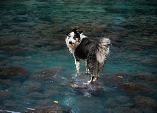 dog