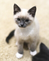 A small Siamese kitten sits on a bright floor.