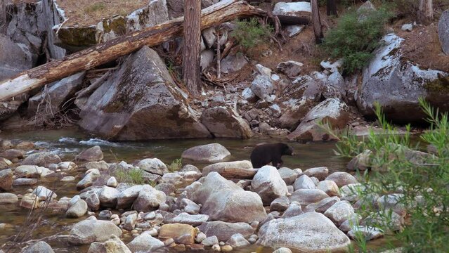 Kings Canyon National Park, California. USA - August 31, 2022: A wild black bear at Roaring River