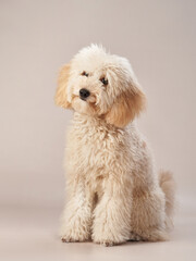 curly little poodle on a beige background. Portrait of a happy pet in the studio