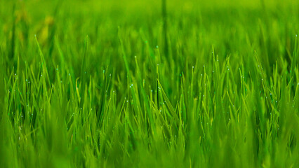 Fresh green grass with dew drops. Soft Focus