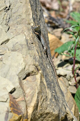 Erhard’s Wall Lizard male // Ägäische Mauereidechse Männchen (Podarcis erhardii riveti) - Vikos National Park, Greece