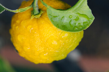 Yuzu fruit turned yellow just before harvest. Close up macro photography.