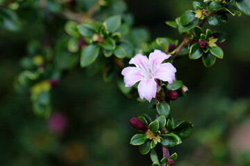 Japanese wild flower 